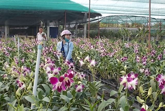 Một cơ sở hoa lan ở Tân Qui Đông.