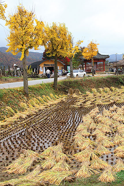Đường vào làng cổ HanDong (Gyeongju) – di sản văn hóa thế giới.