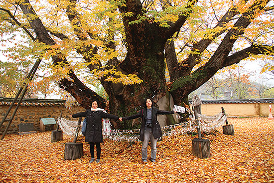 Cây cổ thụ 600 năm tuổi trong làng cổ HanDong (ở Gyeongju).