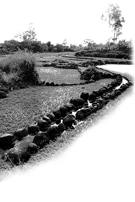 Mương dẫn nước tưới ruộng rau liệt (xà lách xoong) ở thôn Hảo Sơn.