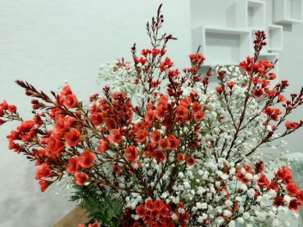 Màu sắc độc đáo Bình hoa thanh liễu đỏ trang trí phòng khách
