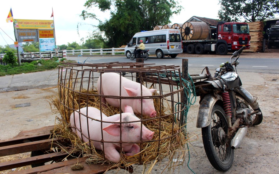 Hình ảnh chú lợn đập chân kêu cứu khi bị chở trên xe máy gây xôn xao dân  mạng