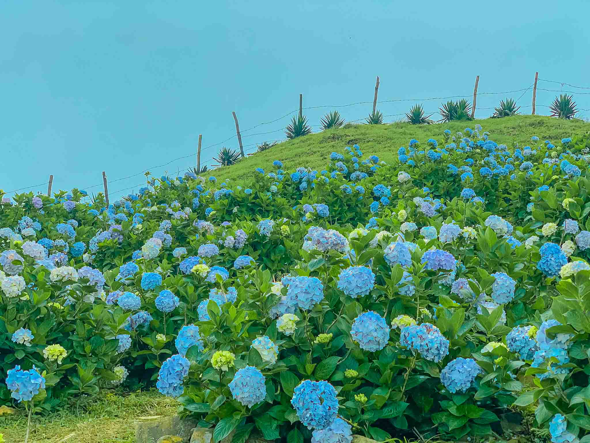 Ngắm nhìn 100 hình ảnh hoa cẩm tú cầu đẹp nhất thế giới