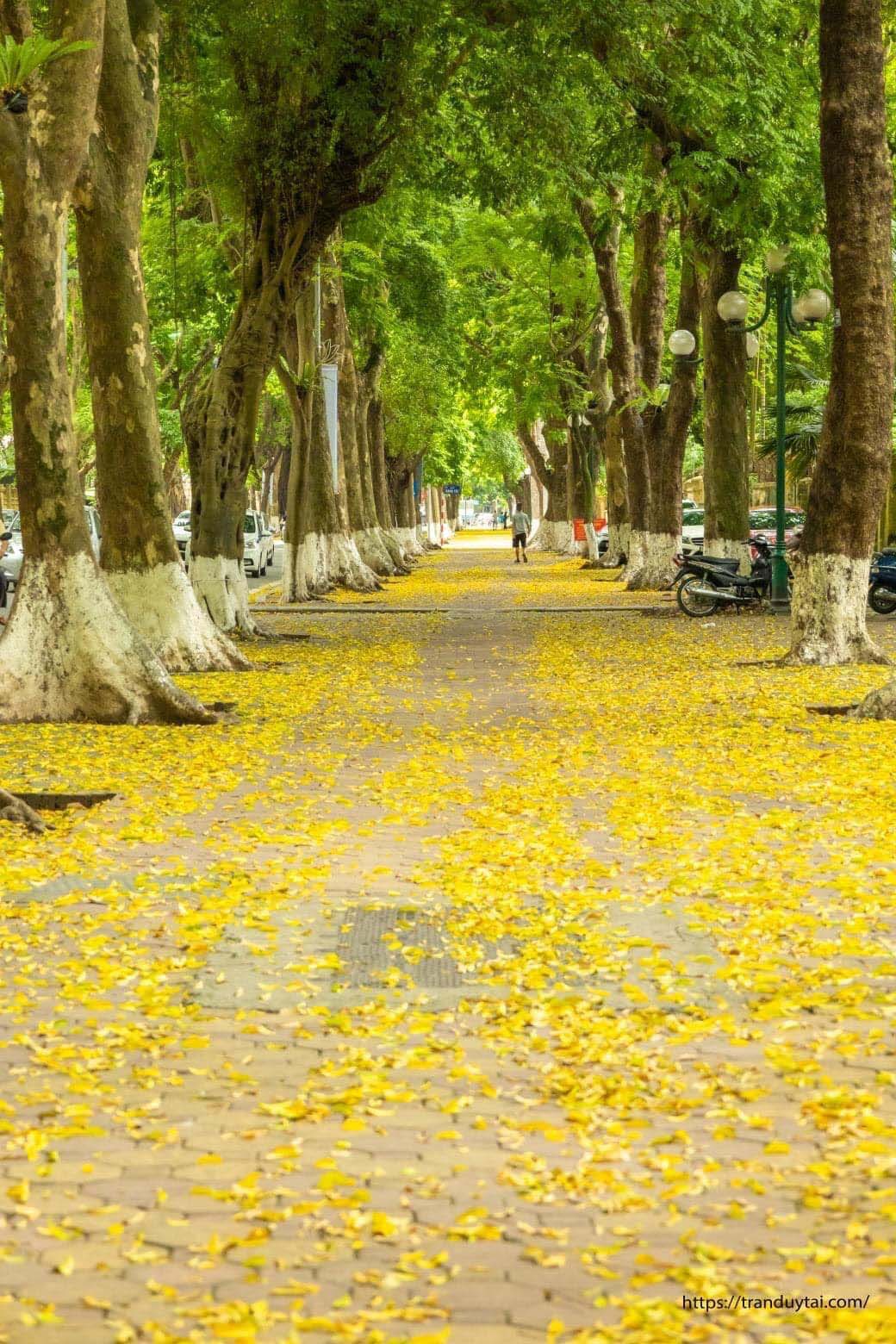 Hà Nội vẫn đẹp với mùa thu lá vàng mỗi mùa cận cuối năm
