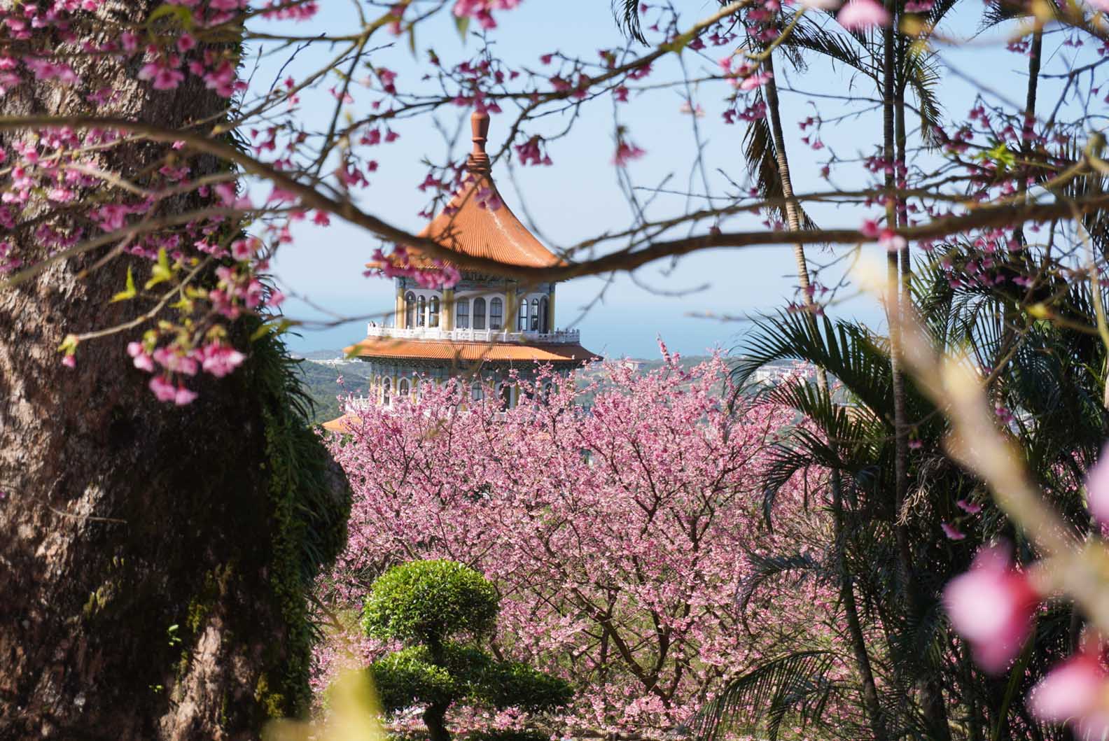 Gợi ý những điểm ngắm hoa anh đào đẹp tại Đài Loan