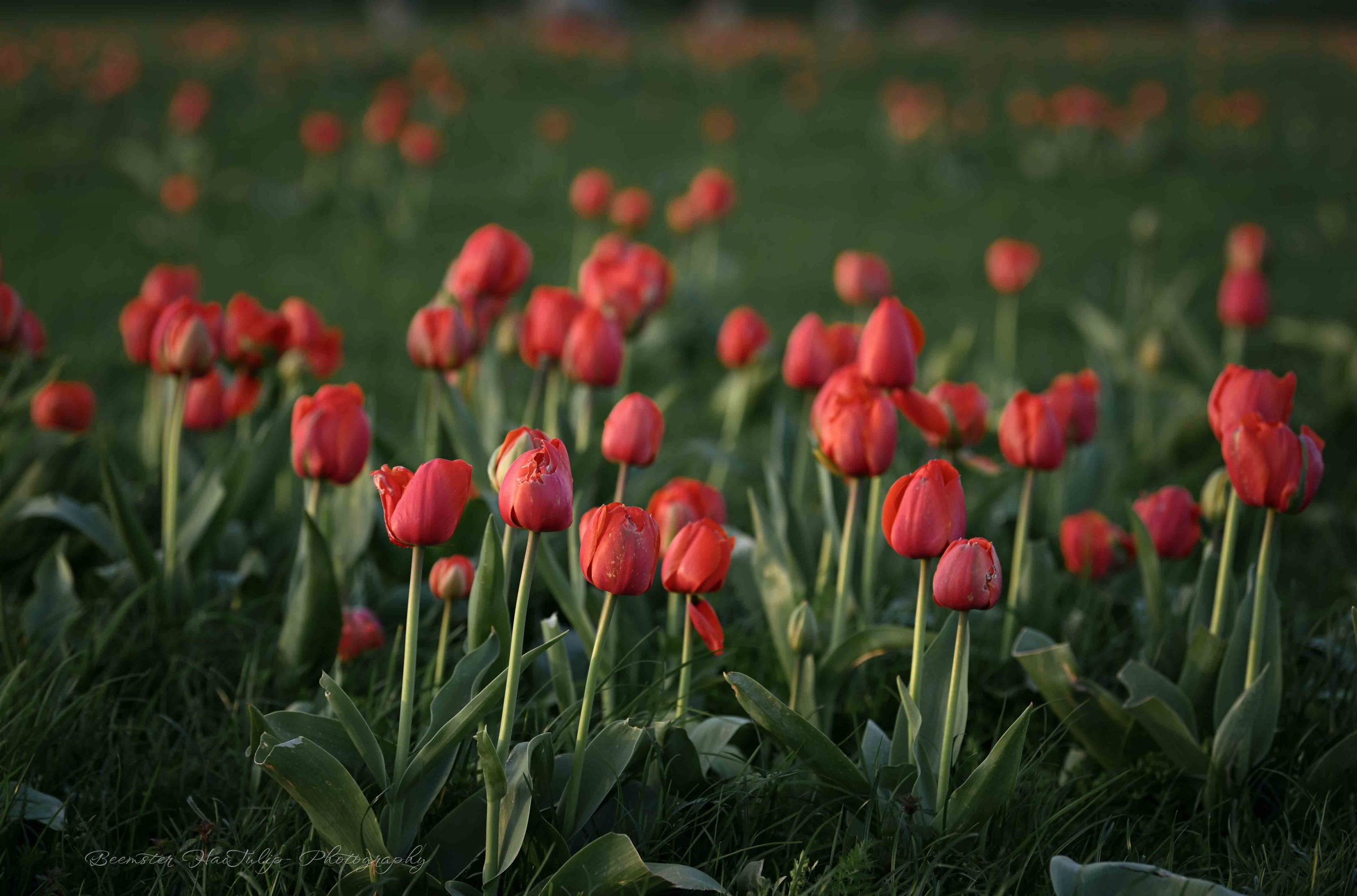 50 Hình ảnh hoa Tulip  Tổng hợp những hình ảnh hoa Tulip đẹp nhất