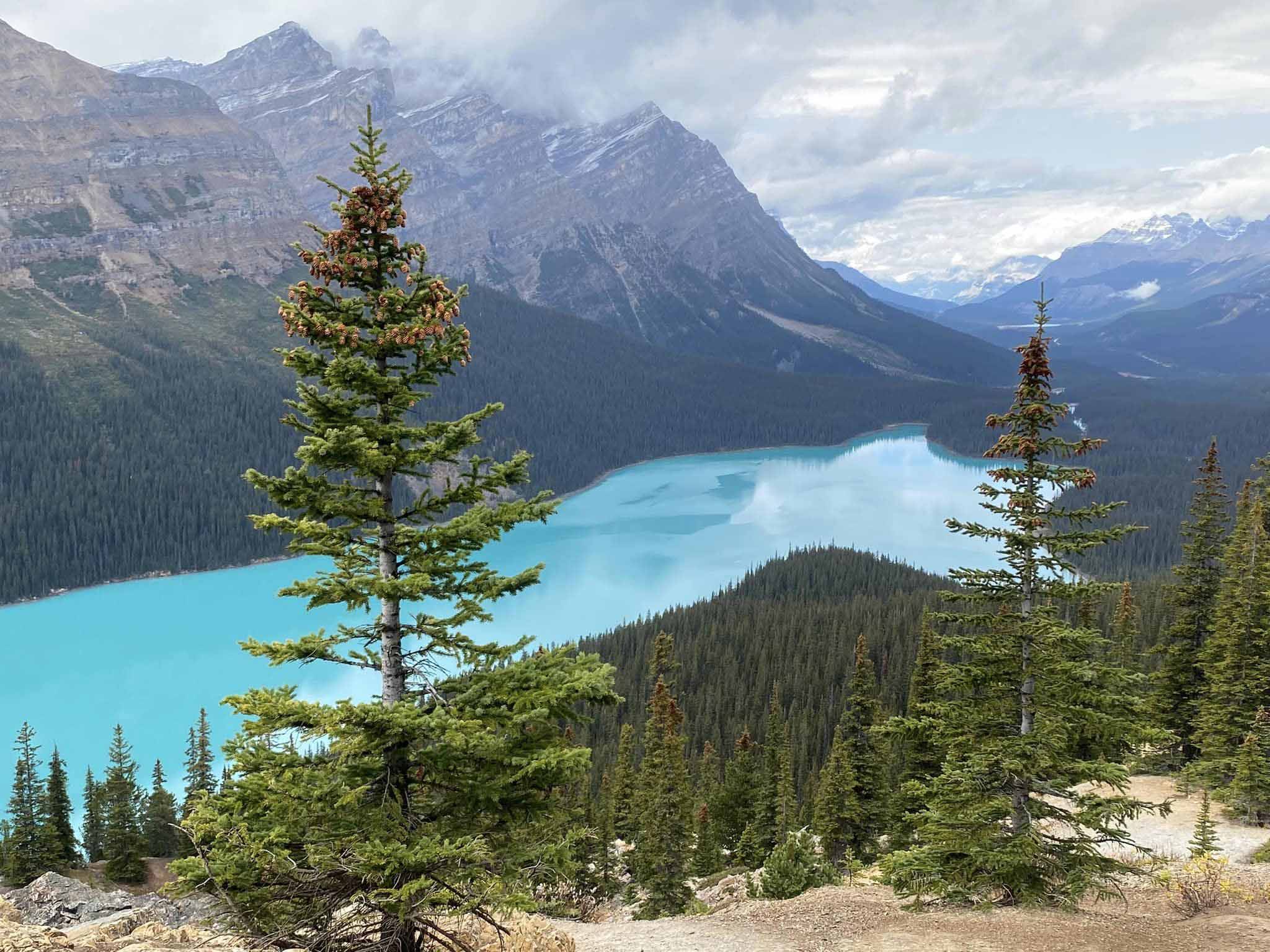 Ngắm vẻ đẹp xanh biếc của hồ Peyto ở Canada
