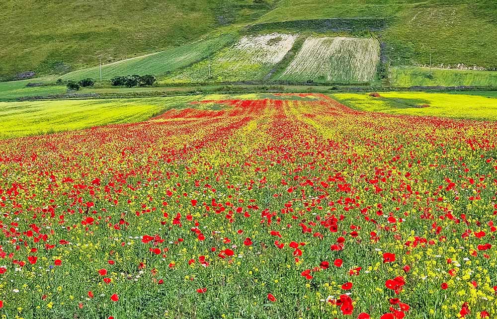 Đến Ý, ngắm thung lũng hoa rực rỡ tại làng Castelluccio