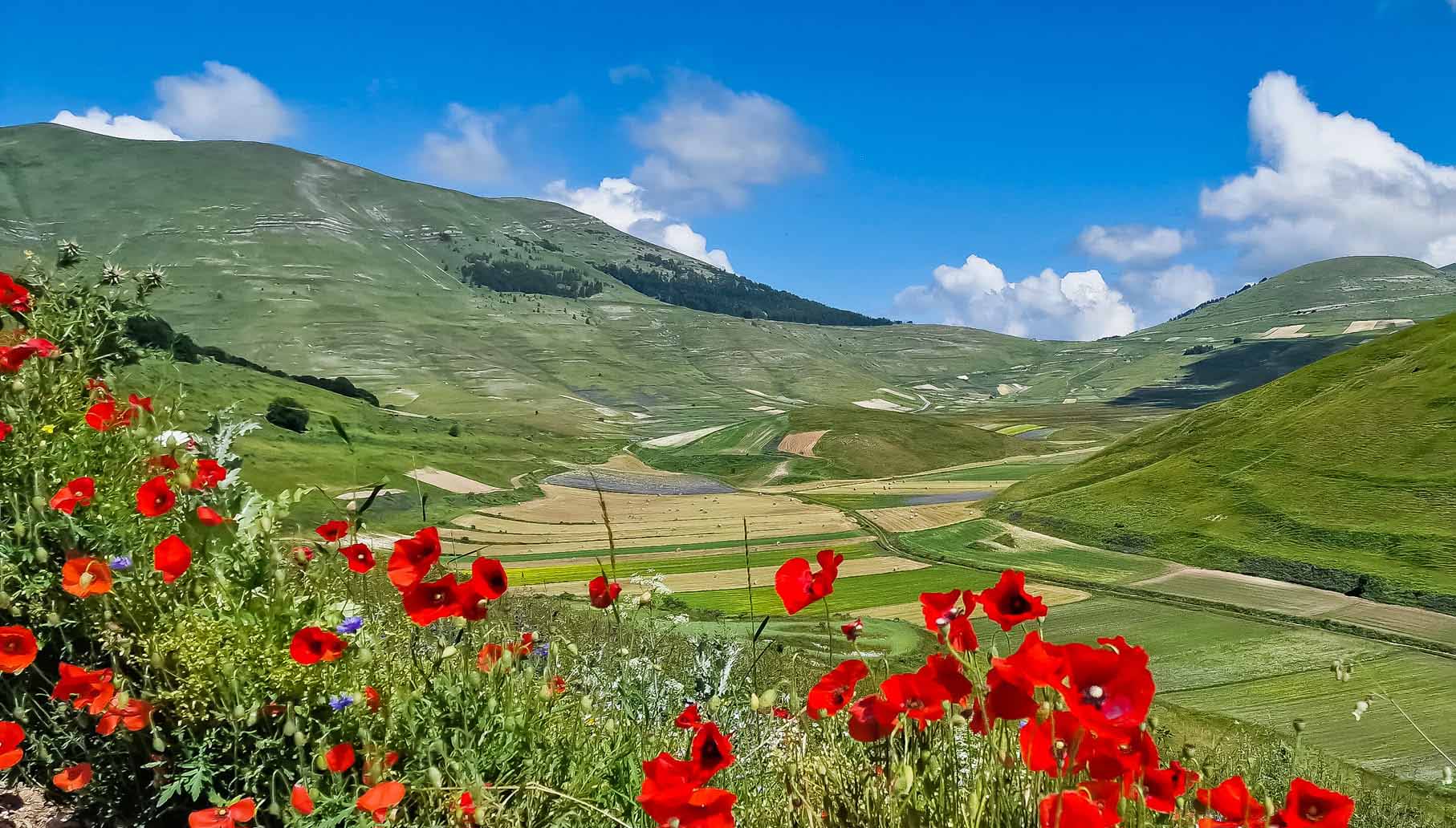 Đến Ý, ngắm thung lũng hoa rực rỡ tại làng Castelluccio