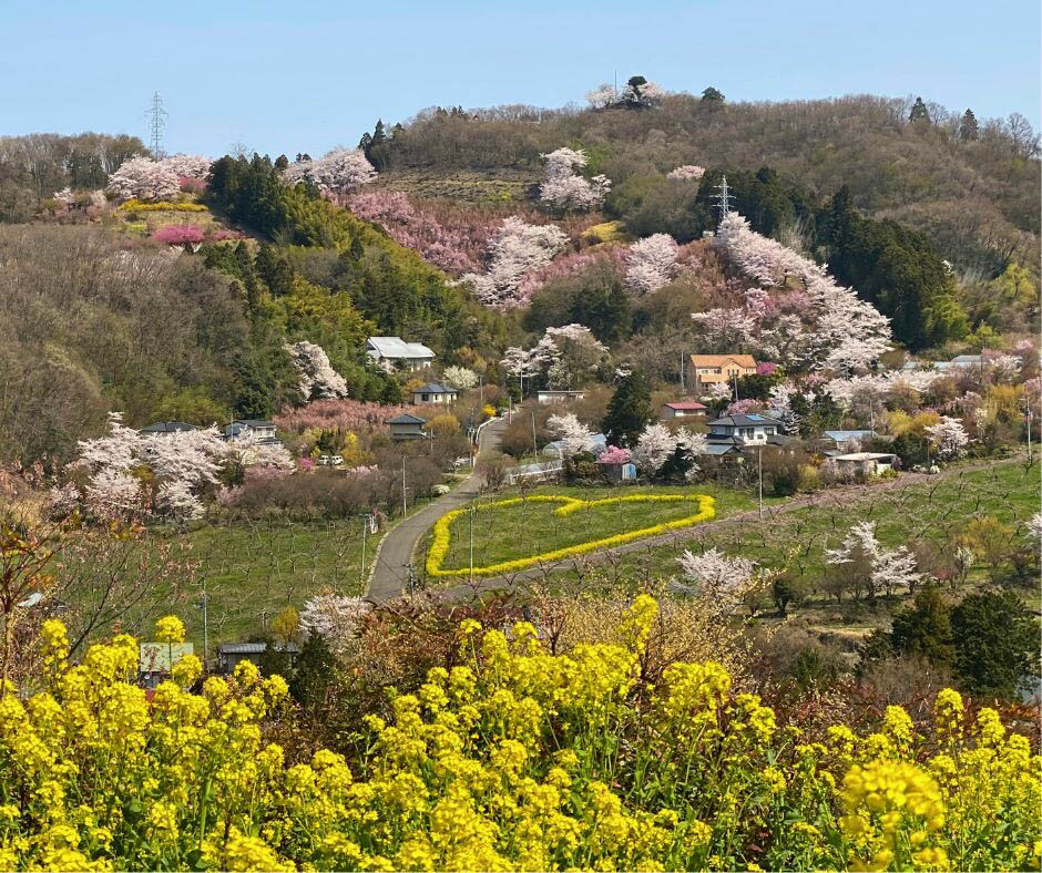 Gợi ý 5 điểm ngắm hoa anh đào tại tỉnh Fukushima, Nhật Bản