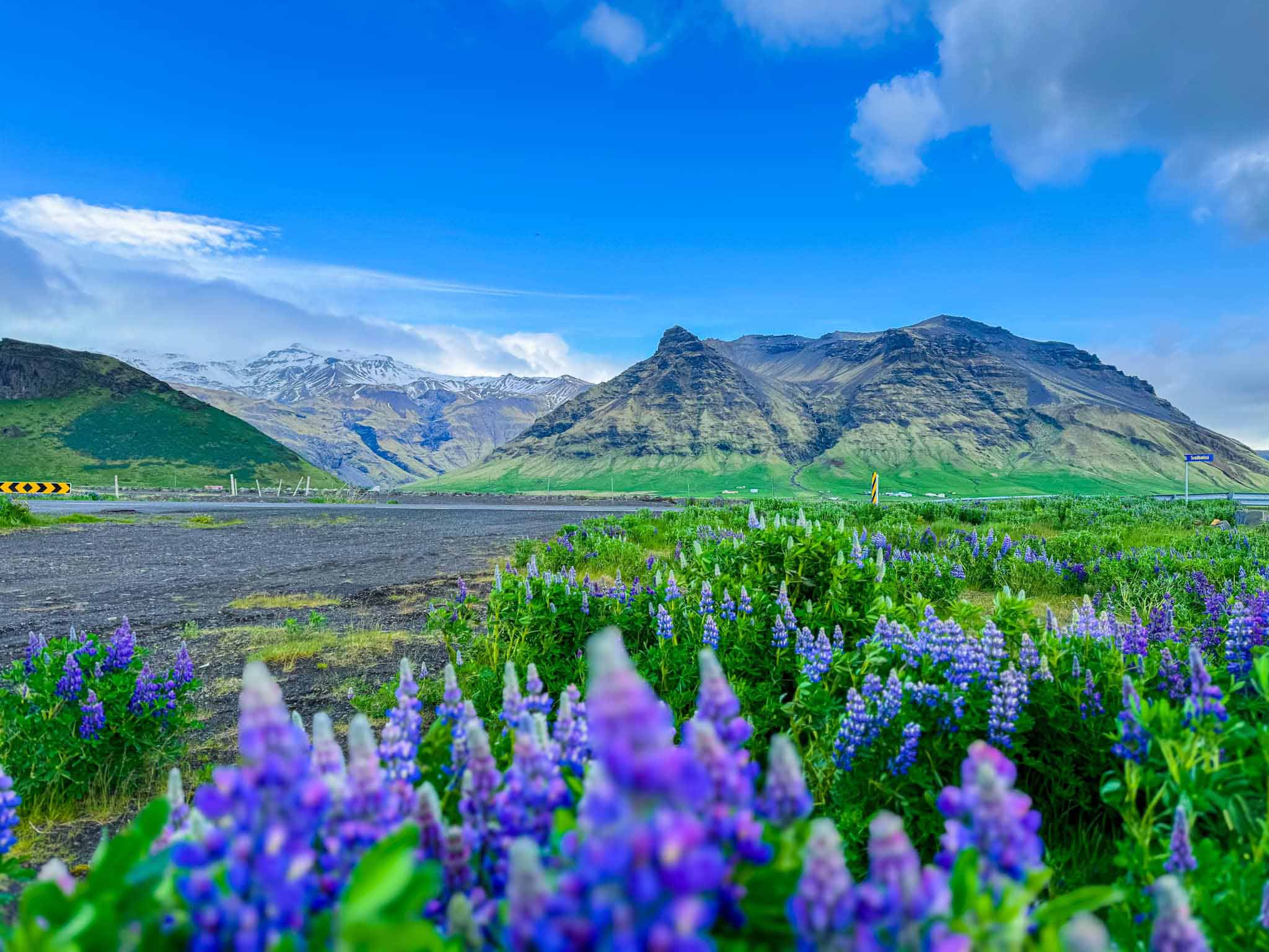 Hè sang, đi Iceland ngắm hoa lupin nở rộ