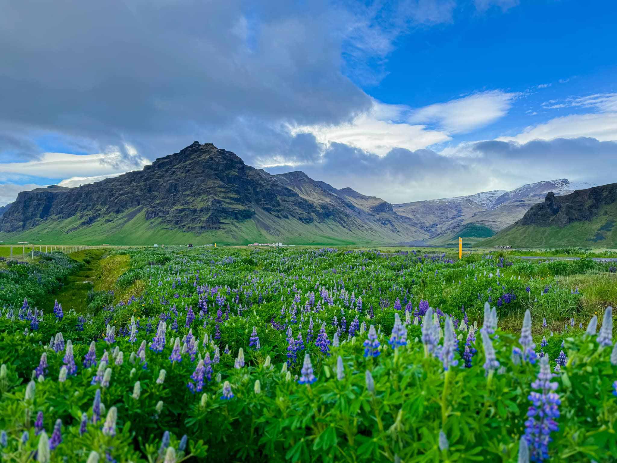 Hè sang, đi Iceland ngắm hoa lupin nở rộ